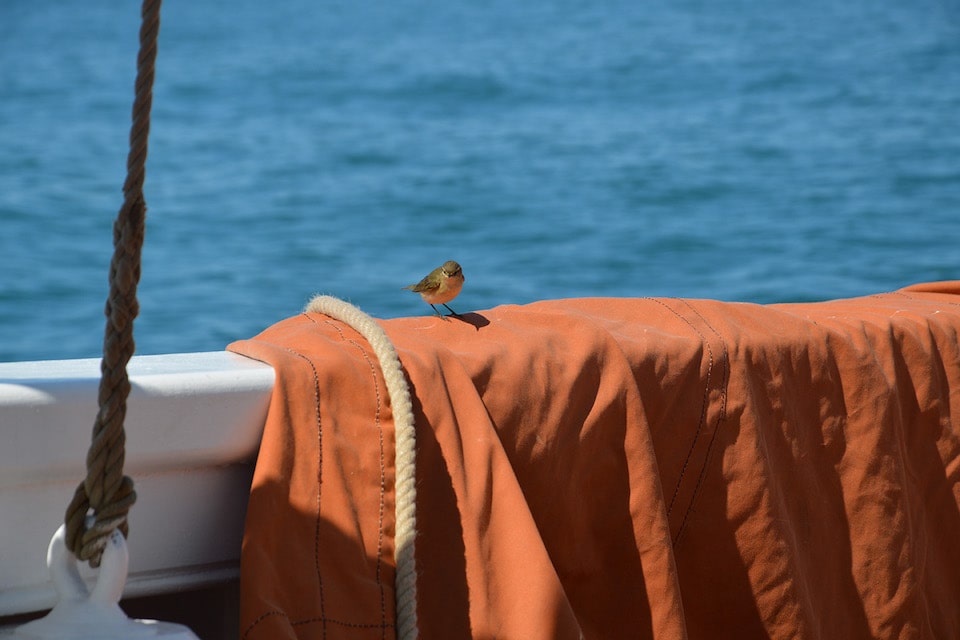 Petit oiseau à bord du bateau