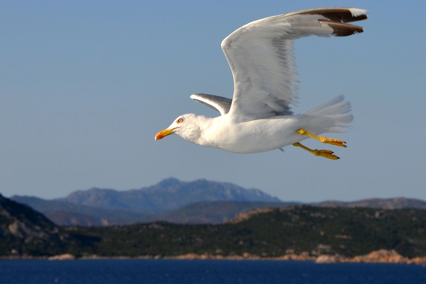 8 arguments qui font du Goéland l’animal le plus badass de nos côtes