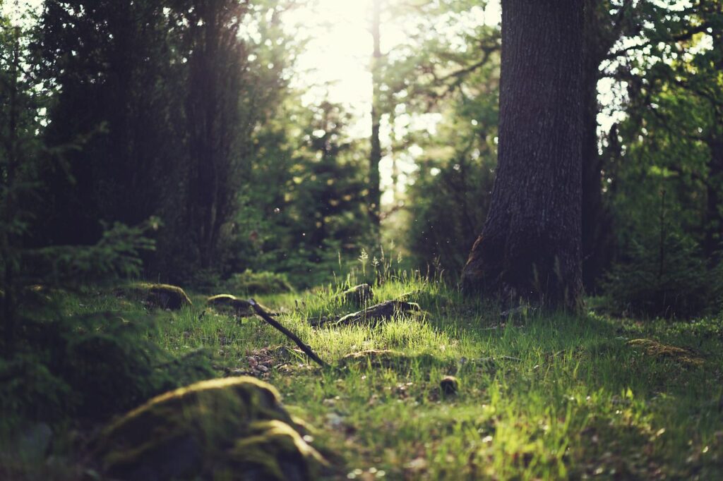 Chez les korrigans, dans la forêt de Brocéliande