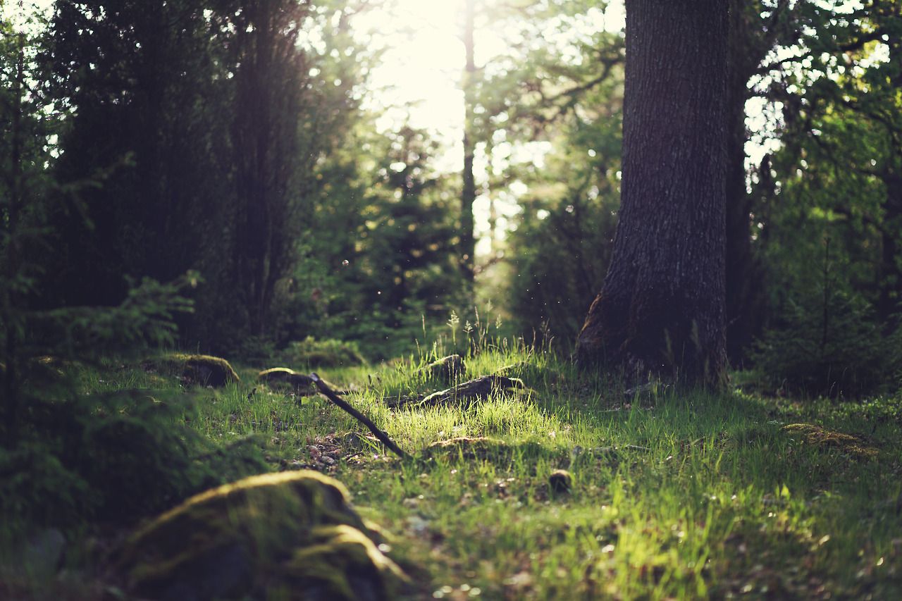 Evan de Bretagne visite la forêt de Brocéliande