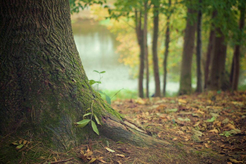 Evan de Bretagne visite la forêt de Brocéliande