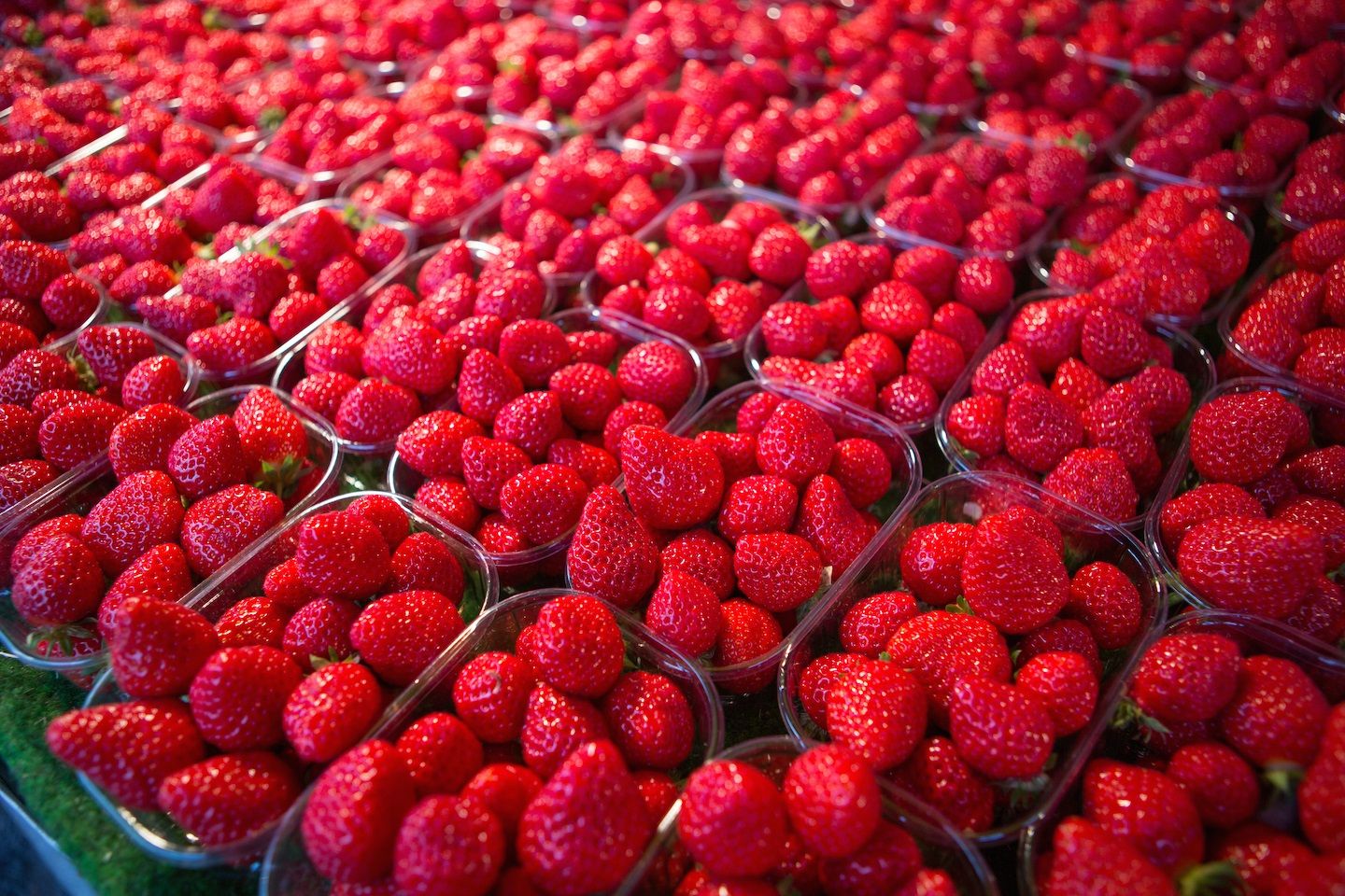 La fraise de Plougastel, l’or rouge de l’Ouest !