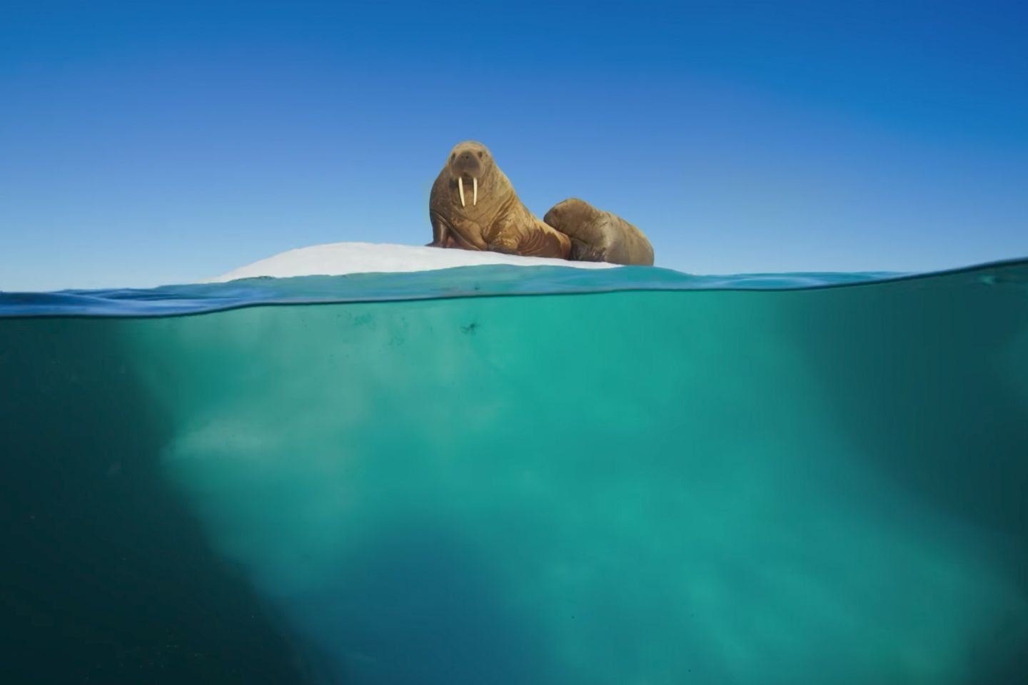 Blue Planet 2 : la série qui vous dévoile l’océan comme jamais