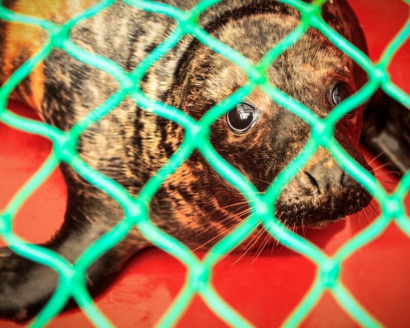 Une fois sorti de son enclos, le jeune phoque est placé dans une cage pour le transport.