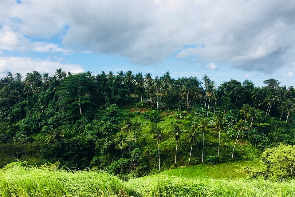 La jungle de Ubud à Bali