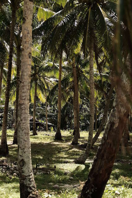 Les cocotiers de l'île