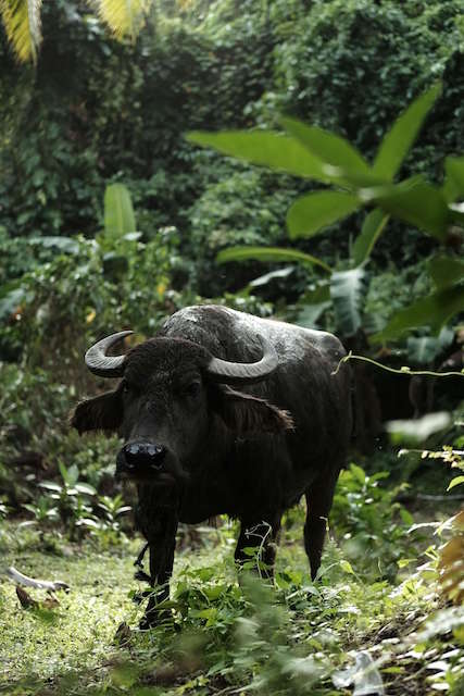 Un carabao ou buffle d'eau