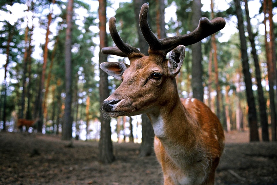 Le cerf, ou "karv", est apprécié pour la beauté de ses bois et sa prestance.