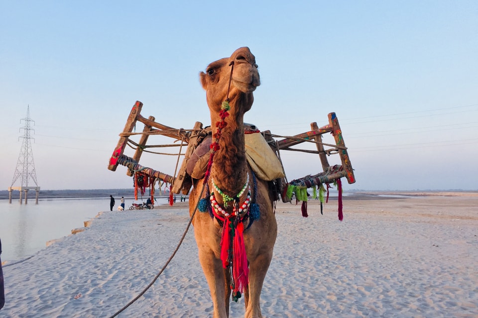 Le chameau, ou "kanval", vit dans les zones chaudes... pas vraiment par chez nous !