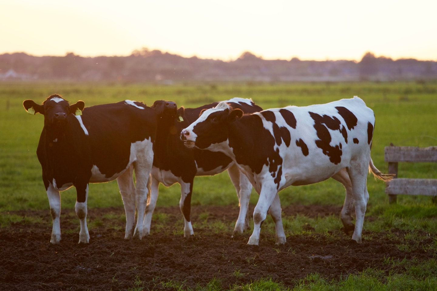 Connaître le nom des animaux en breton