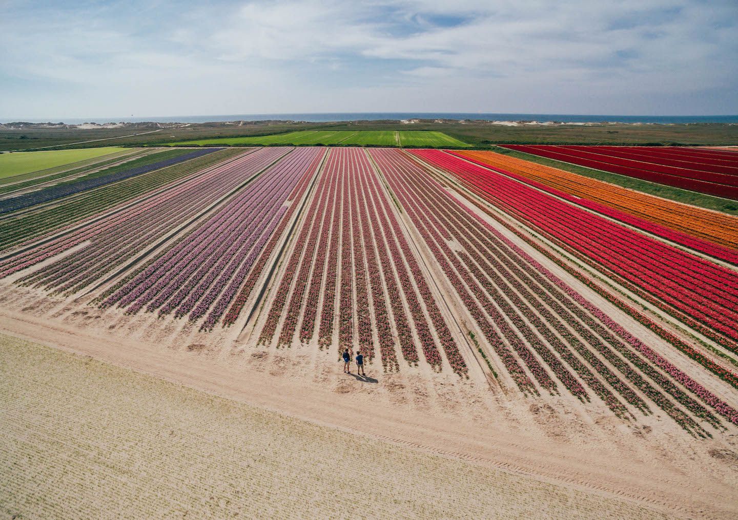 Les tulipes de la Torche, le spectacle à ne pas rater au printemps