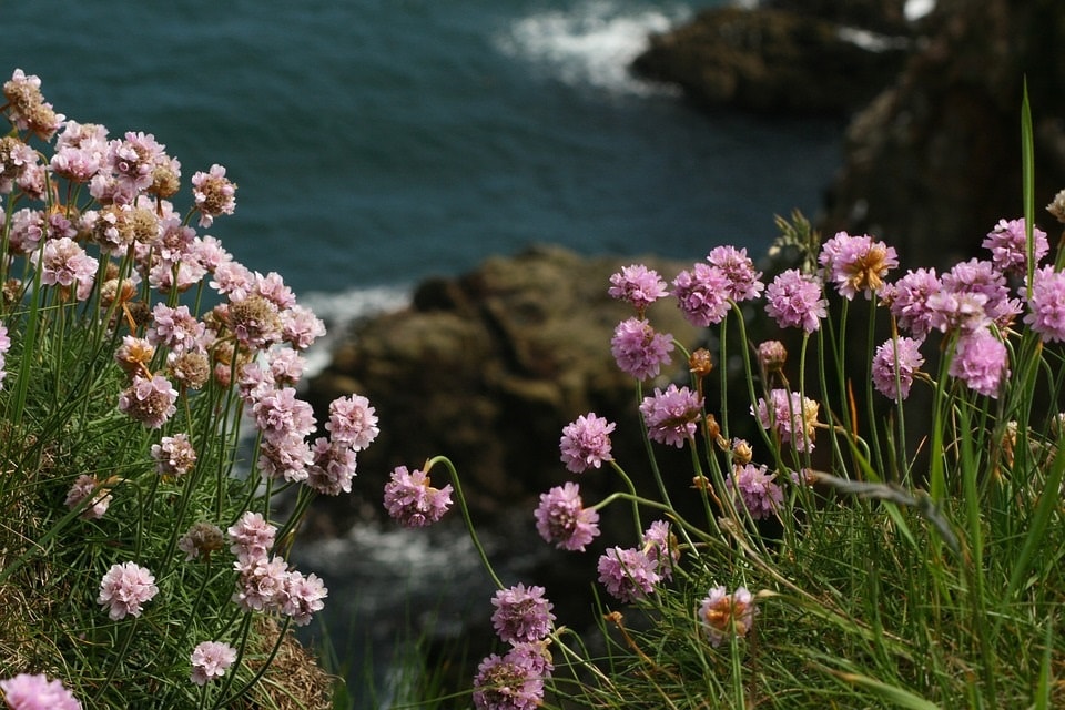 Des plantes arméria qui poussent sur le côte bretonne