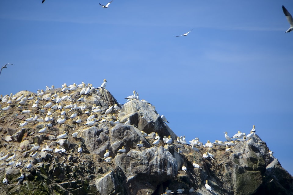 Des oiseaux sur un rocher