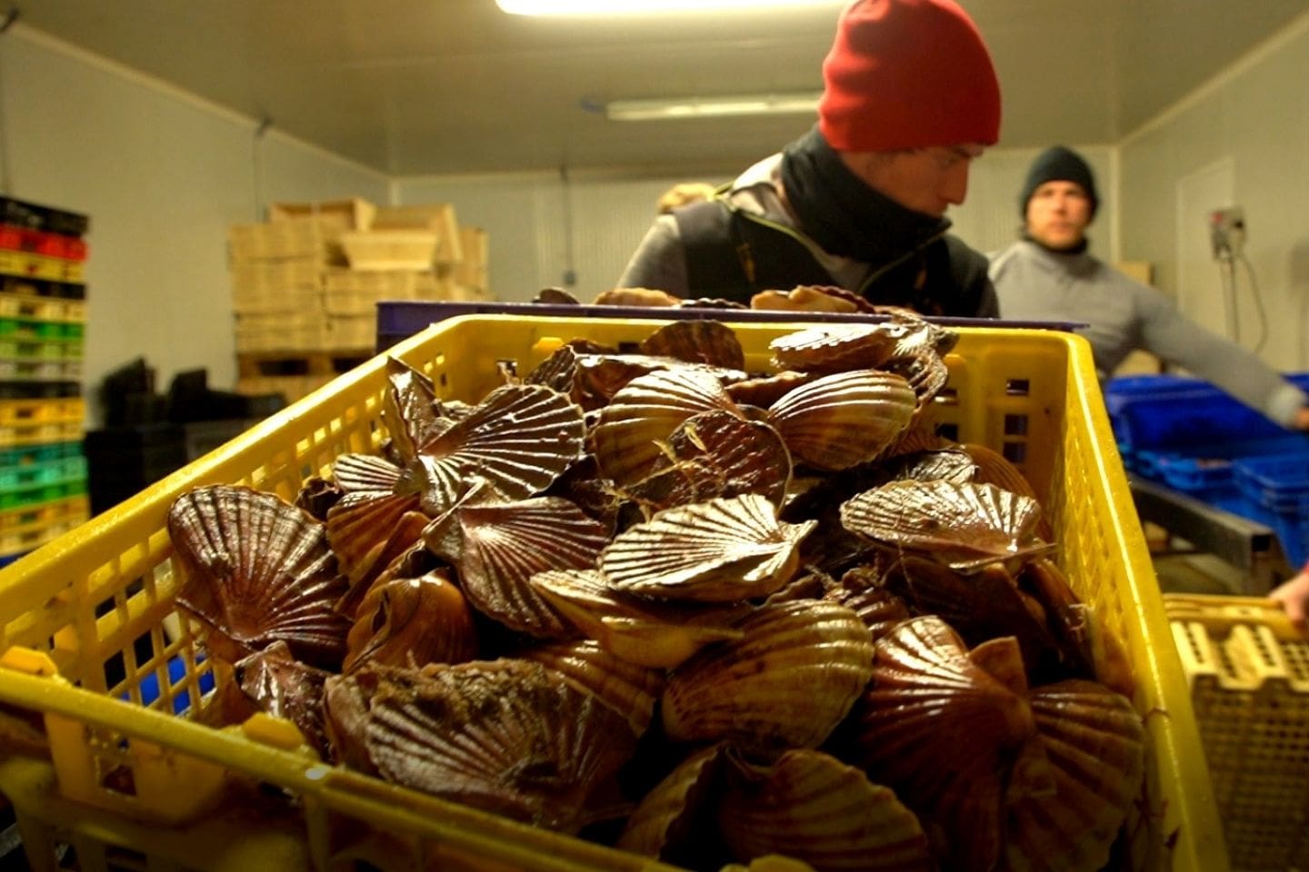 Souvenez-vous de Tomy, ce pêcheur malouin et responsable devenu star malgré lui