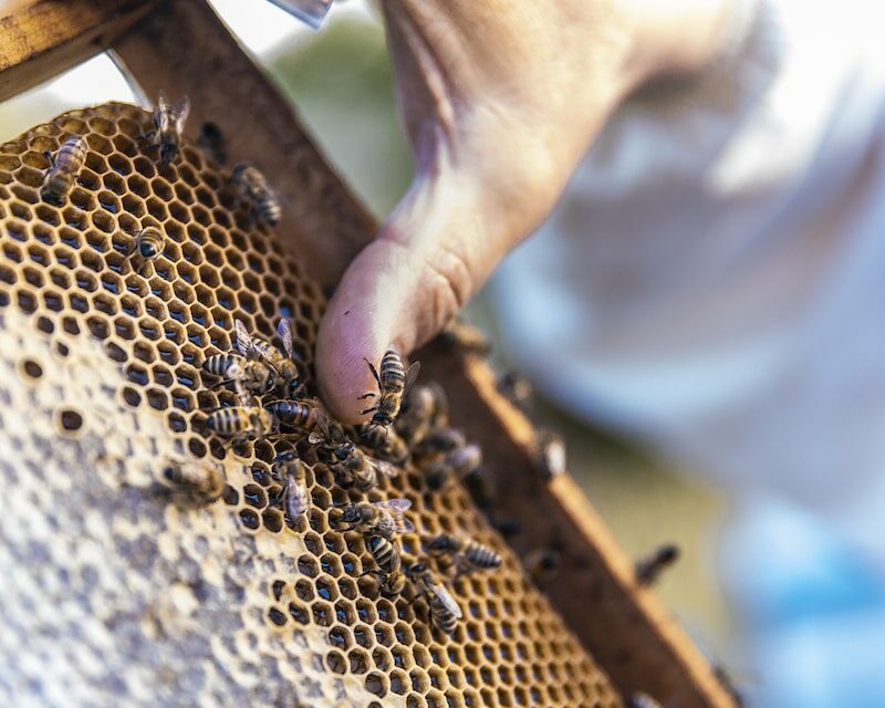 Un cadran de ruche avec ses alvéoles, du miel et des abeilles