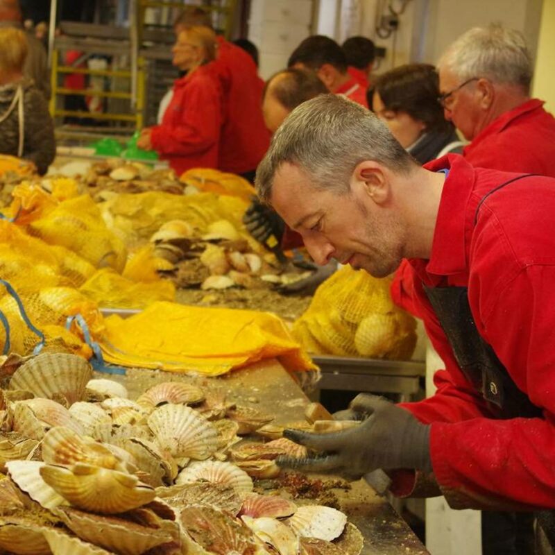 Homme ouvrant des coquilles Saint-Jacques