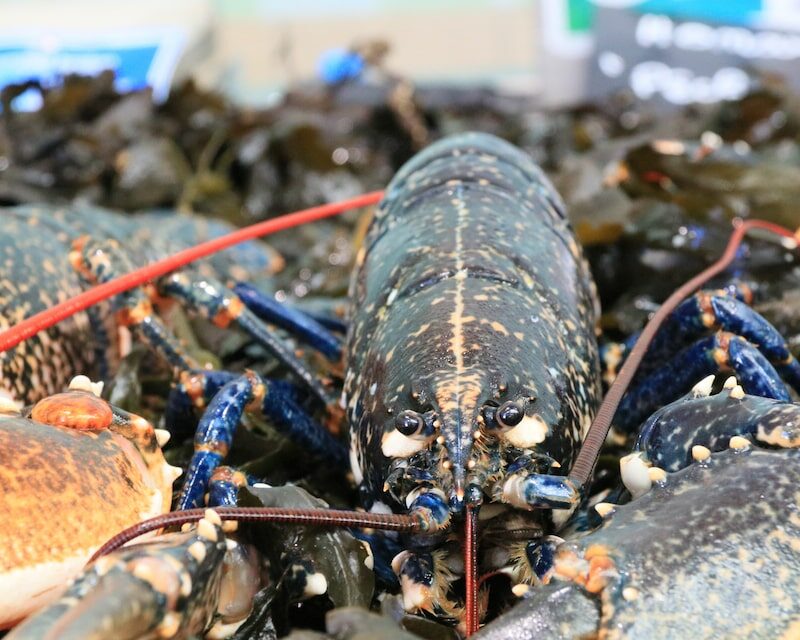 Gros plan sur un homard frais