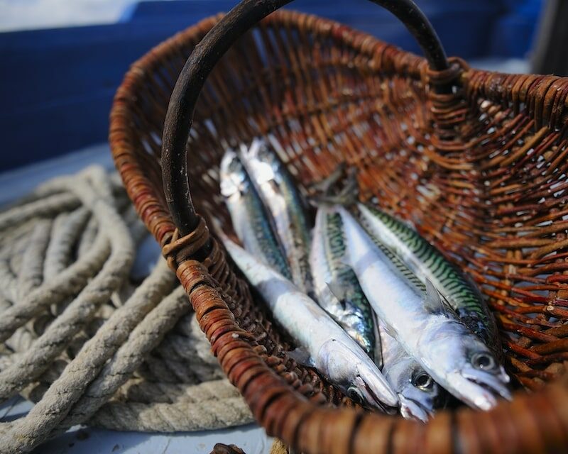 panier avec des sardines fraiches