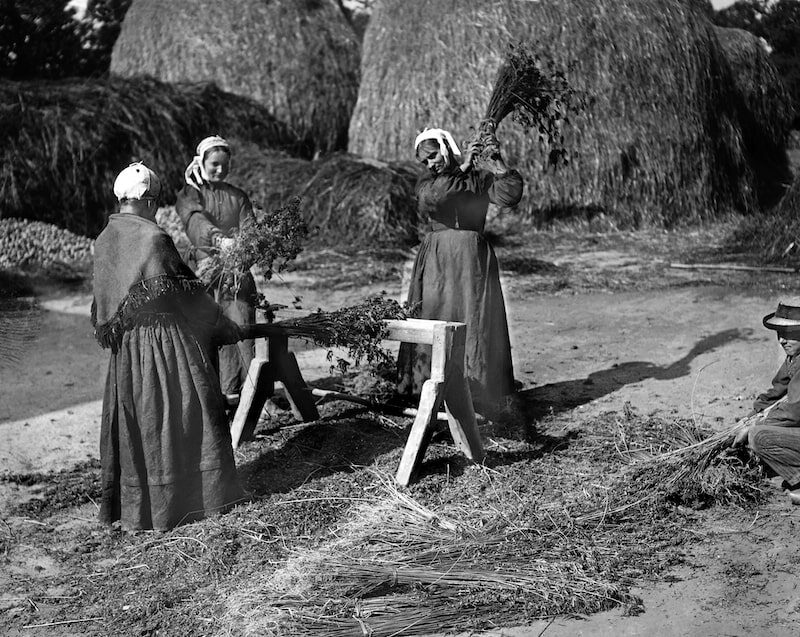 Trois femmes égrenant des pieds femelles de chanvre en frappant de petites bottes sur la broie de manière à récolter les graines