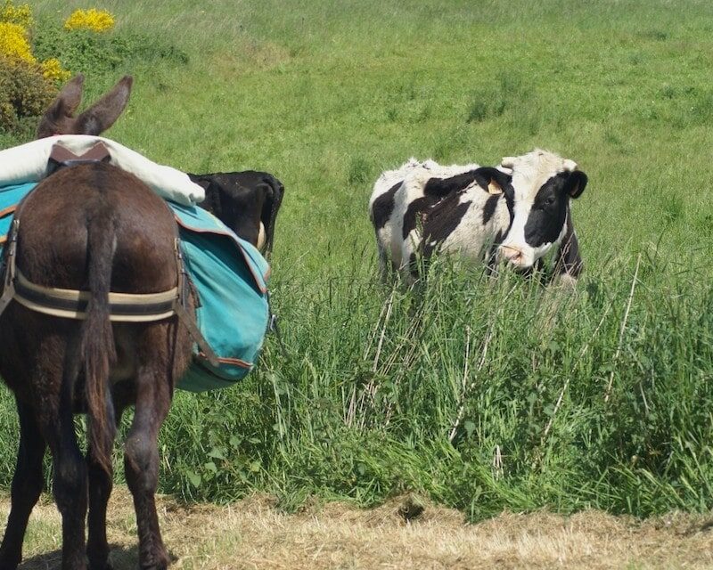 Rencontre entre un âne et une vache pendant une randonnée