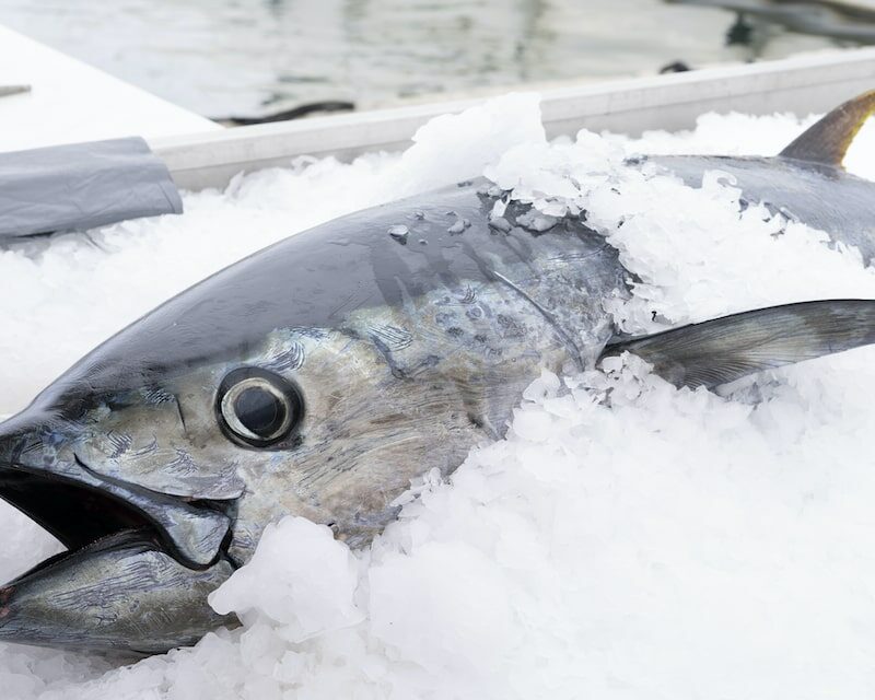 Thon entier sur une étale de poissonnerie