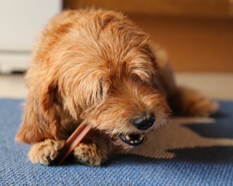 Basset Fauve de Bretagne qui mange un os