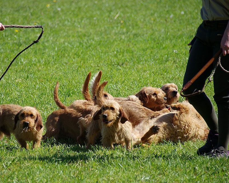 Groupe de Bassets Fauve de Bretagne