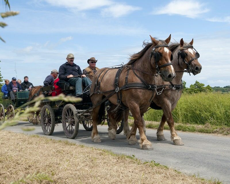 Deux chevaux bretons attelés