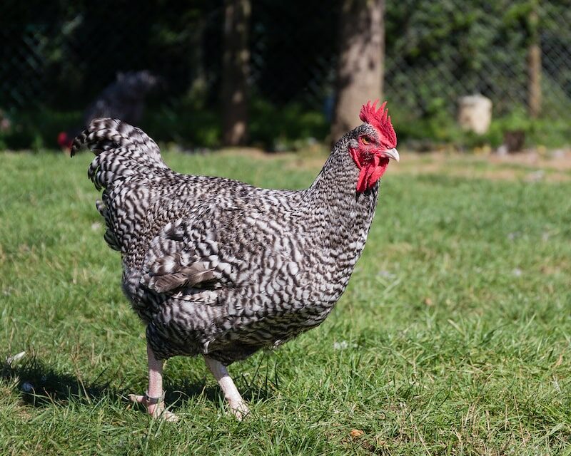 Coq Coucou de Rennes