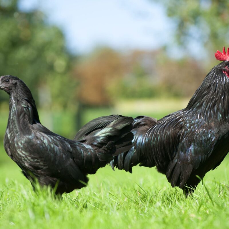 Un coq et une poule noire de Janzé