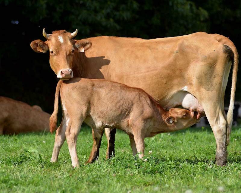 Une vache et son veau Froment du Léon