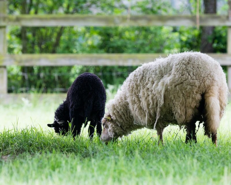Deux moutons des Landes de Bretagne