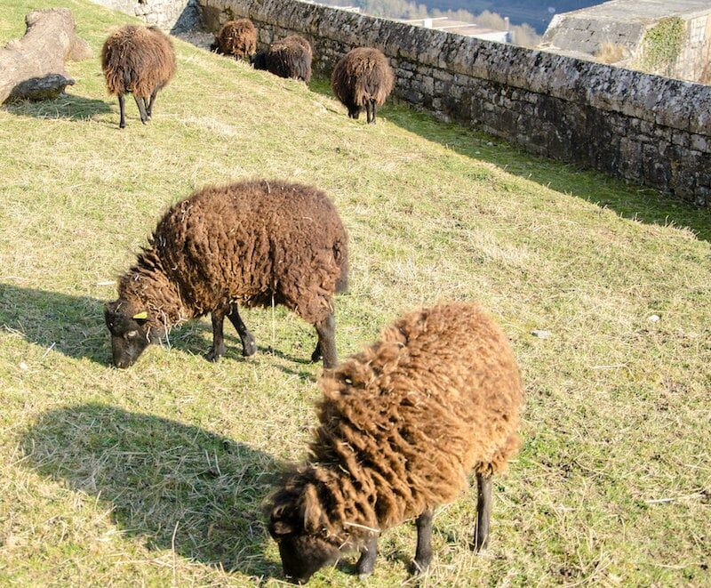 Troupeau de moutons d'Ouessant