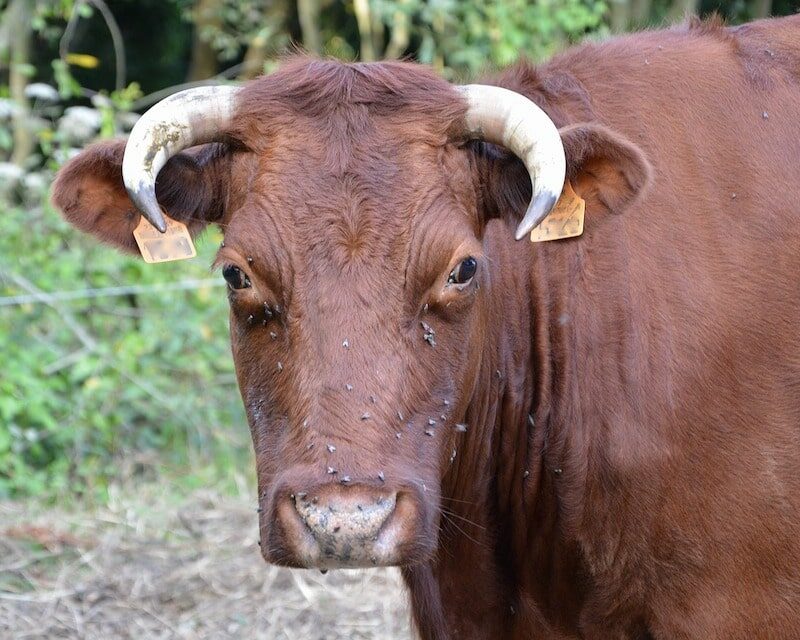 Tête d'une vache Armoricaine