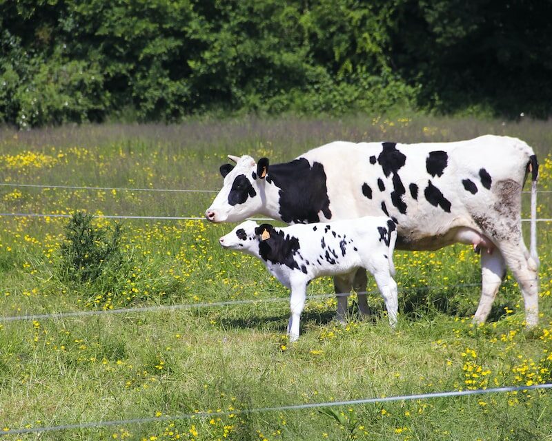 Vache et son veau Pie-Noir