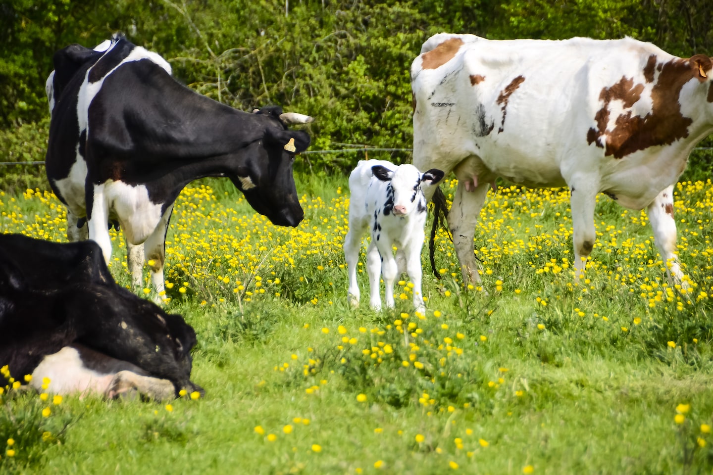 Quels sont les animaux originaires de Bretagne ?