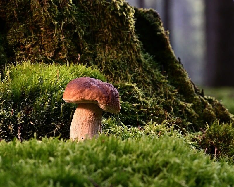 Un bolet au pied d'un arbre