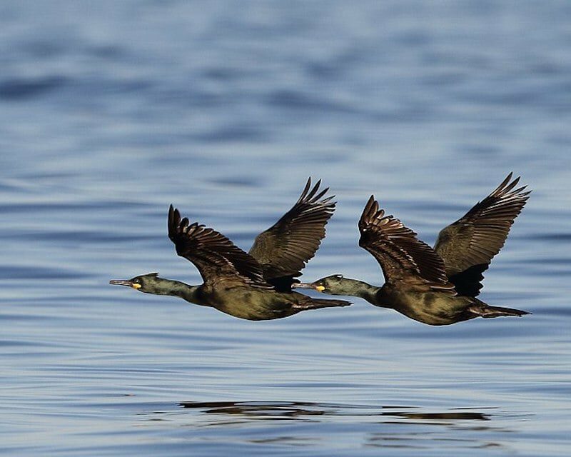 Deux Cormorans huppés qui volent au ras de la mer