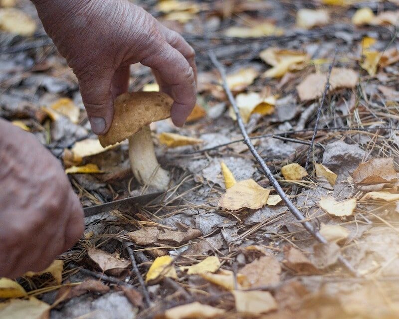 Personne cueillant un champignon à l'aide d'un couteau