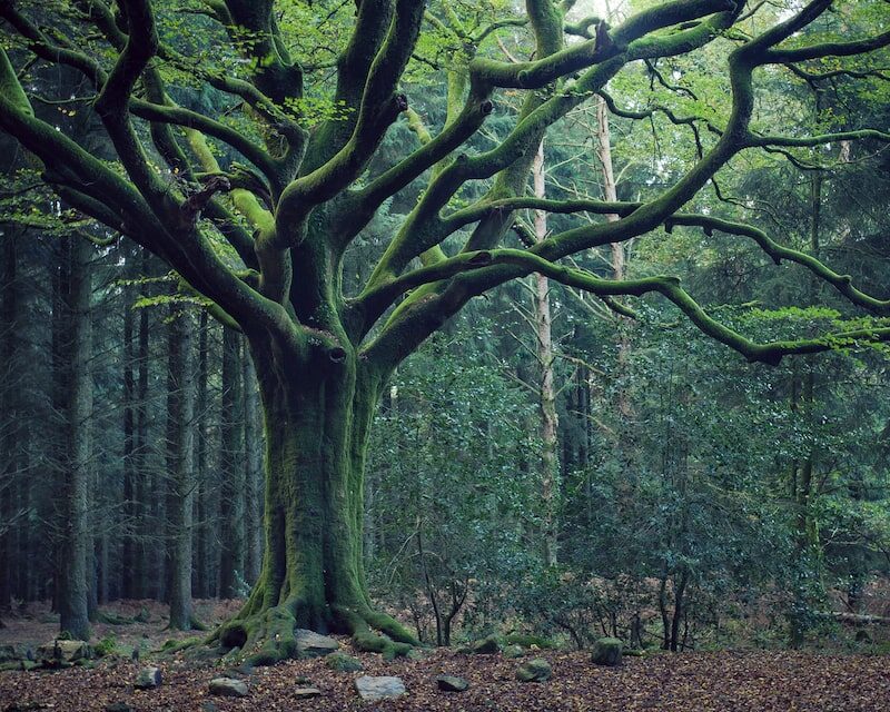 Hêtre du Pontus dans la forêt de Brocéliande