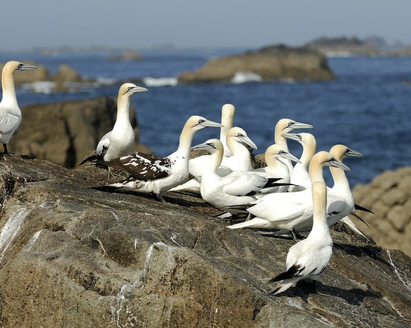 Petit groupe de Fous de bassan