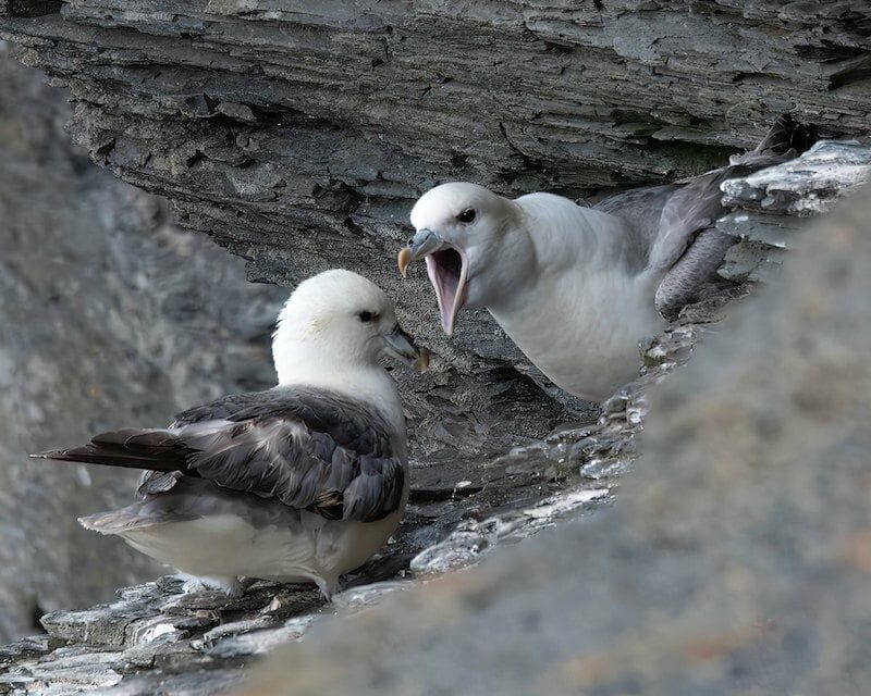 Deux Fulmars boréaux le long d'une falaise