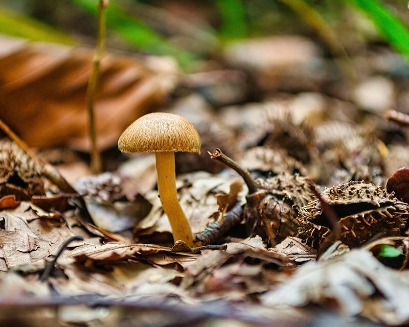 Gros plan sur un champignon