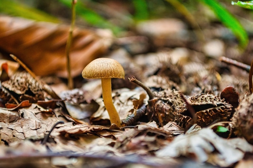 Où cueillir des champignons en Bretagne ? - Port d&amp;#39;Attache