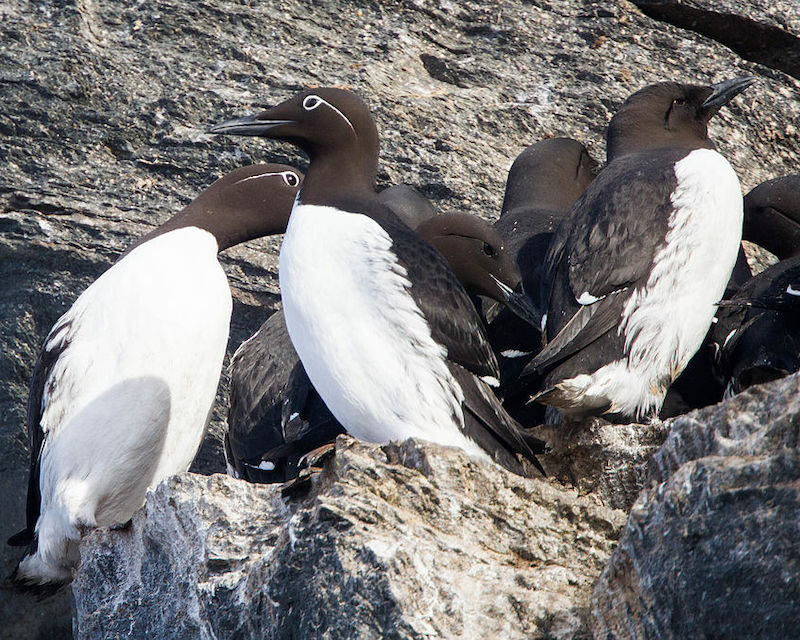 Petit groupe de Guillemots de Troïl