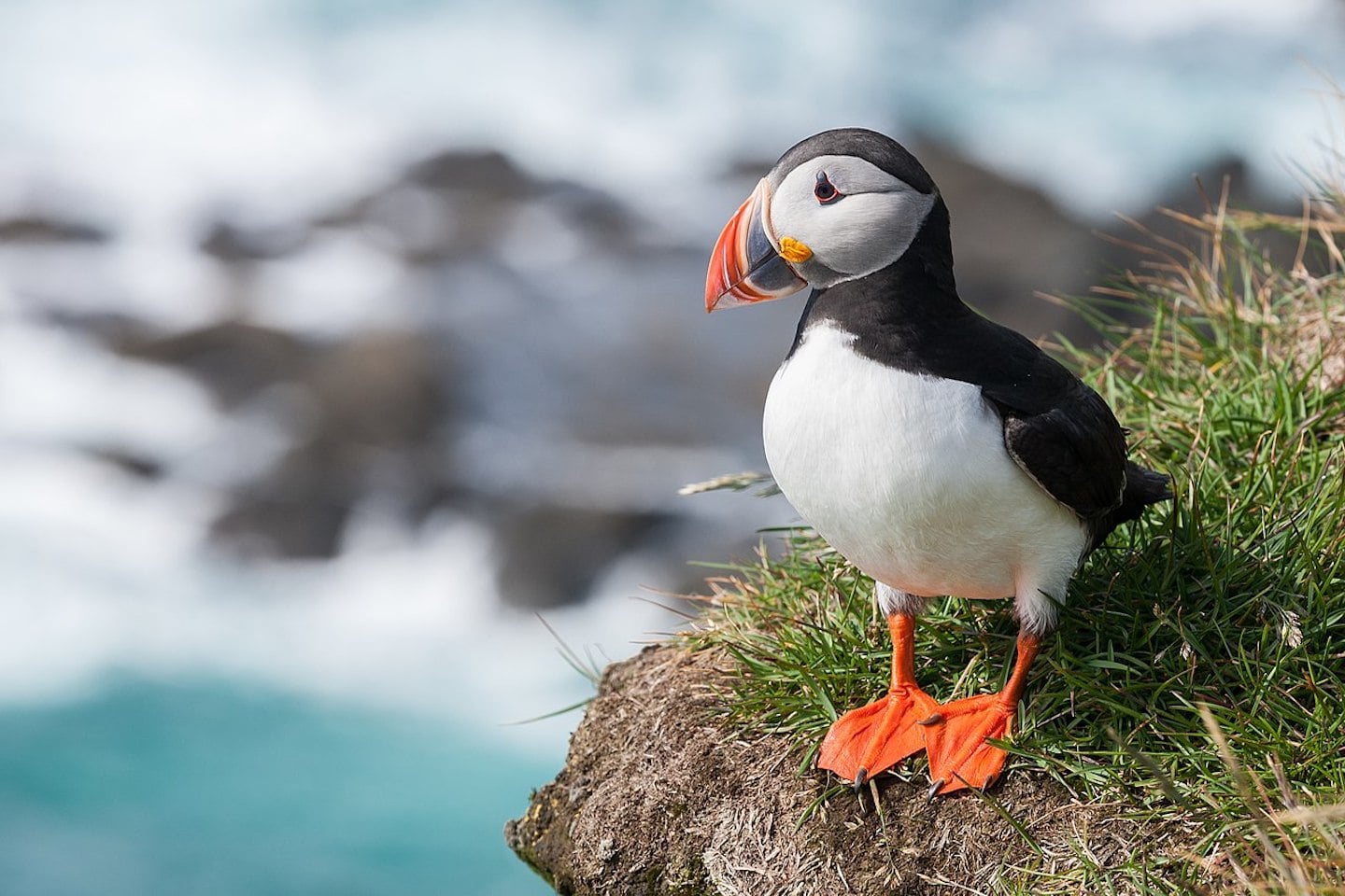 Les oiseaux marins de l’archipel des Sept-Îles