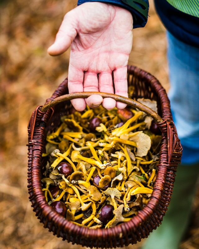 Panier rempli de girolles et de châtaignes