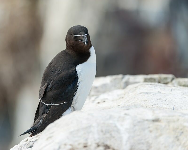 Pinguin torda sur un rocher