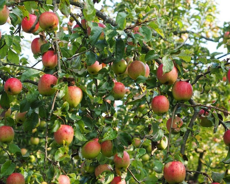 Un pommier