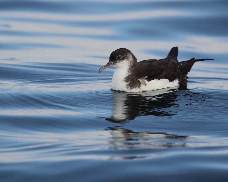 Un Puffin des Anglais sur l'eau